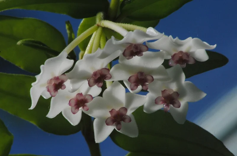 Miniature wax plant (Hoya lanceolata subsp. bella)