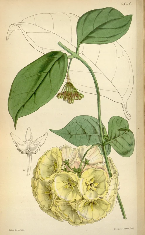 Hoya campanulata pendant cluster of bell-shaped creamy-yellow flowers with burgundy-purple corona