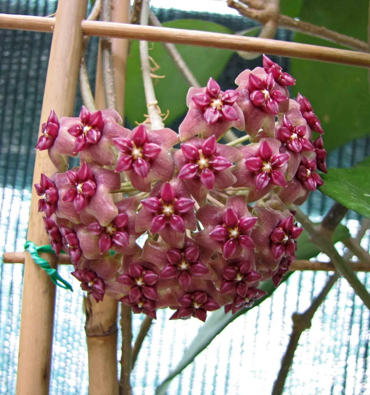 Hoya cinnamomifolia large dark green waxy leaves and cream-purple flower clusters