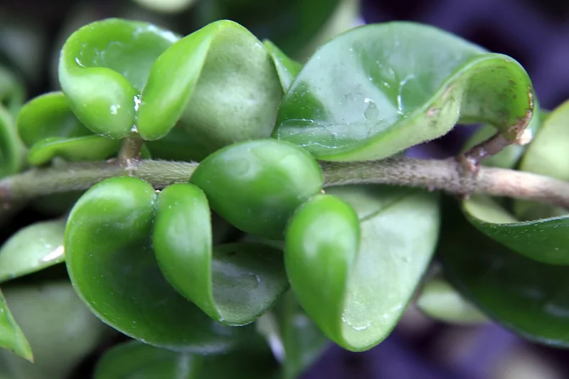 Hindu Rope Hoya (Hoya carnosa Compacta)