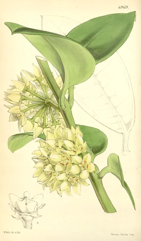 Crown hoya (Hoya coronaria)