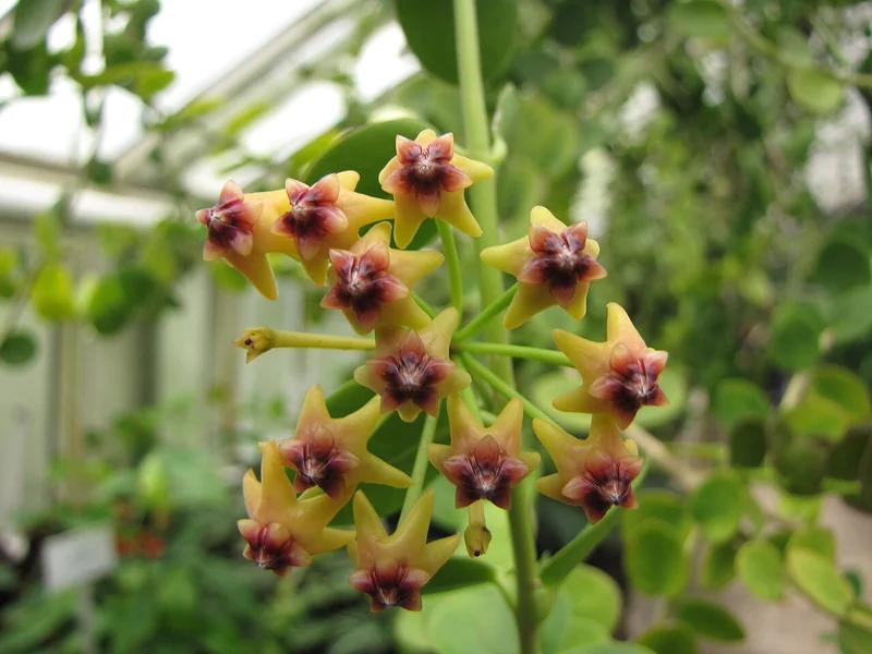 Hoya cumingiana compact plant with yellow star flowers