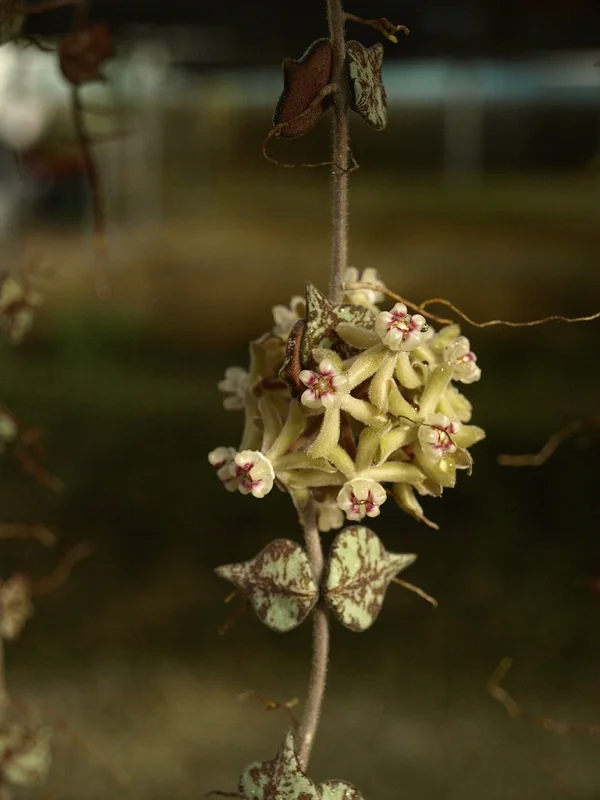 Tiny leaf porcelain flower (Hoya curtisii)