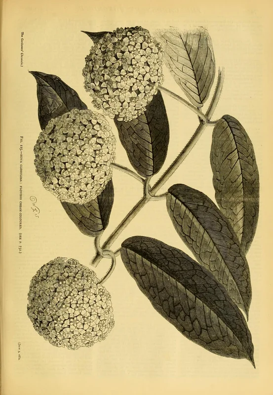 Hoya globulosa globe-shaped dense umbel of waxy white flowers above large softly-hairy ovate leaves