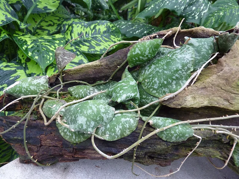 Hoya imbricata large round leaves pressed flat against bark surface in overlapping shingle pattern
