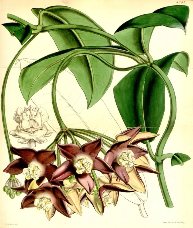 Imperial Hoya (Hoya imperialis)