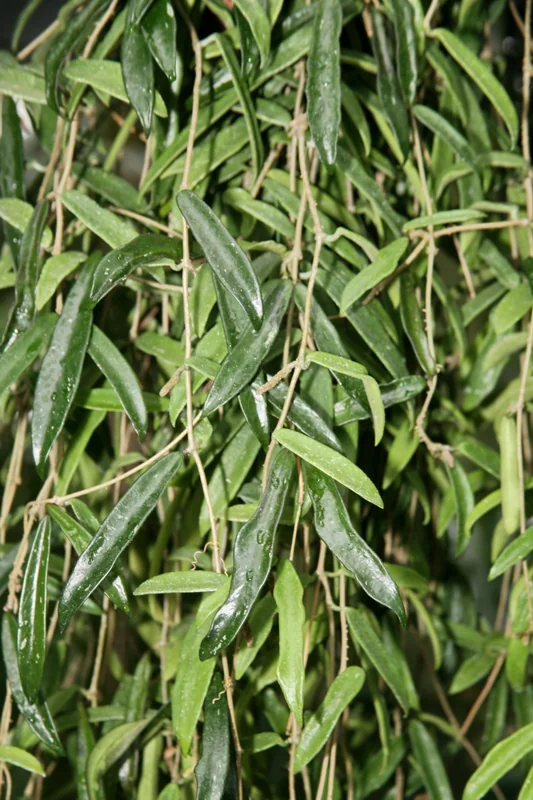 Hoya kentiana trailing narrow strap-shaped leaves on vining stems