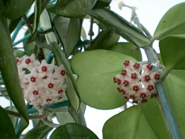 Sweetheart hoya (Hoya kerrii)