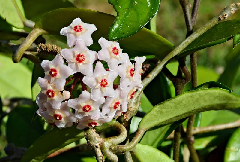 Krimson Queen Hoya (Hoya carnosa Krimson Queen)
