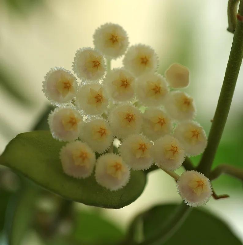 Furrowed Wax Plant (Hoya lacunosa)