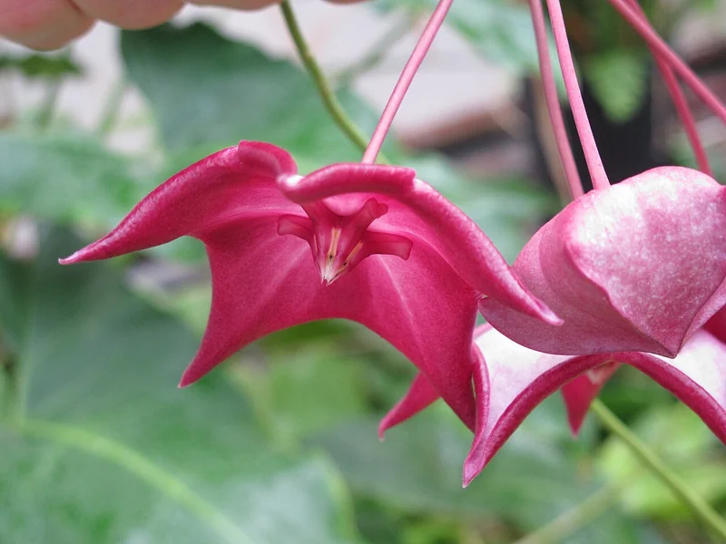 Hoya macgillivrayi large deep wine-red star-shaped waxy flowers in dense umbel