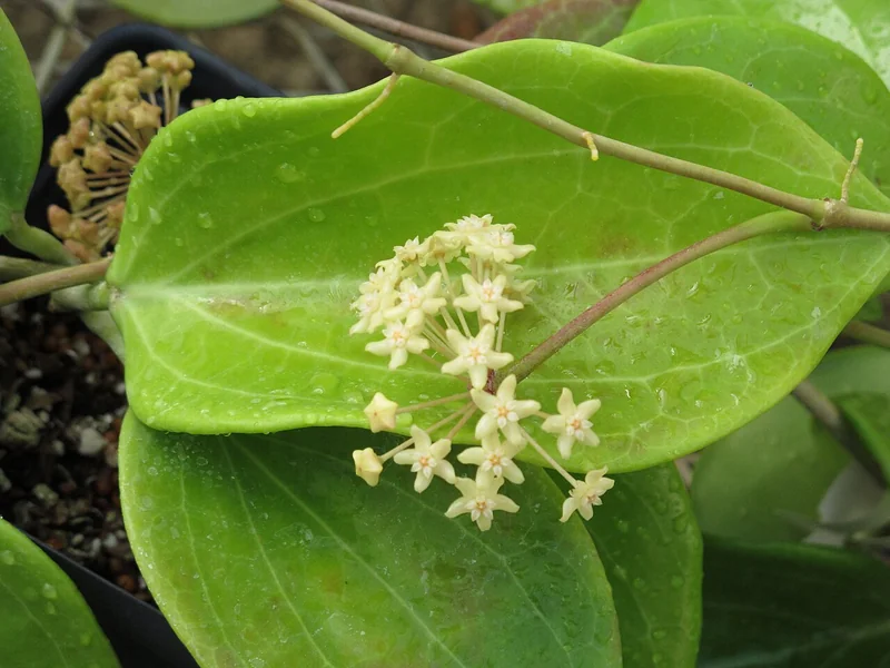 Hoya merrillii thick glossy leaves with white star flower cluster