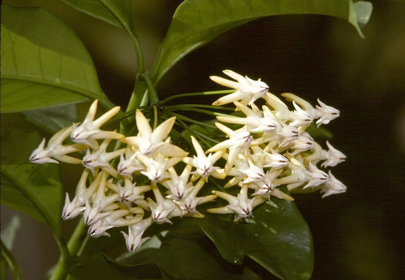Shooting star hoya (Hoya multiflora)
