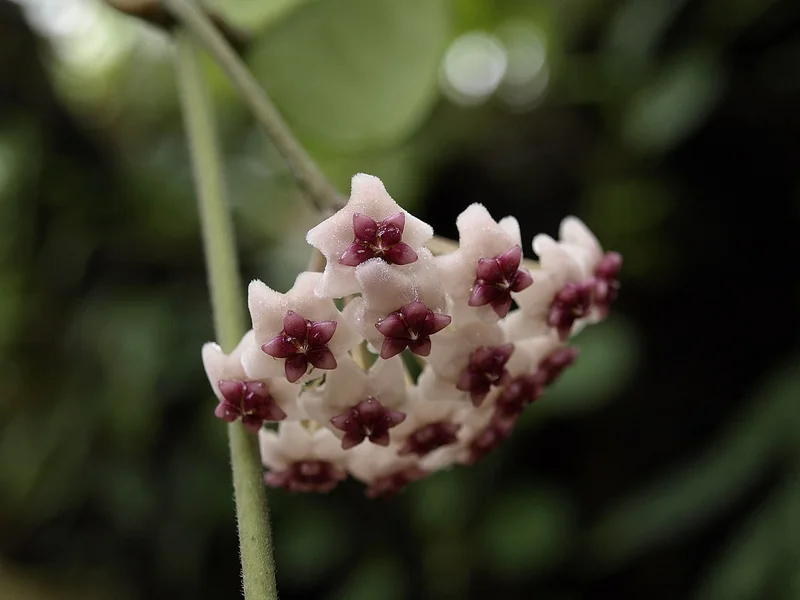Obovate hoya (Hoya obovata)