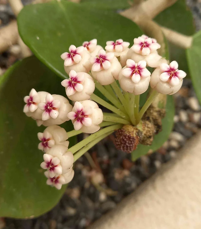 Hoya pachyclada extremely thick rounded succulent-like leaves with large ivory-white umbel flowers