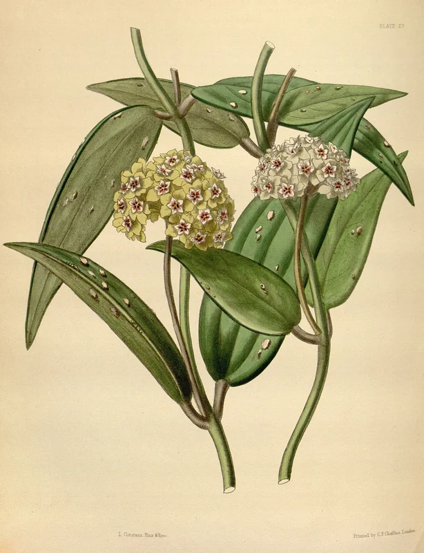Hoya parasitica compact umbel of pale cream flowers with red-pink star corona centre