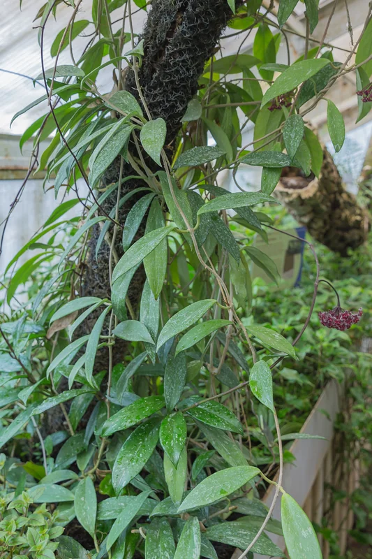 Splash hoya (Hoya pubicalyx)