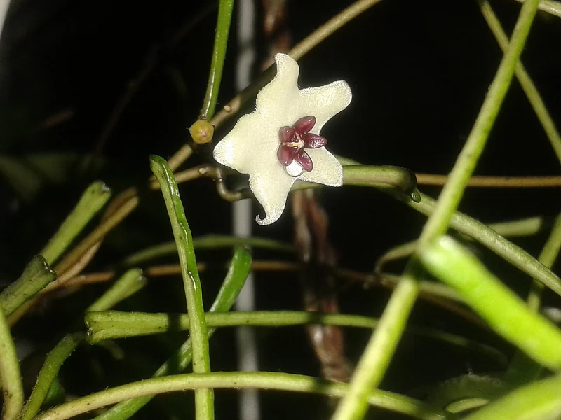 Grass-leafed hoya (Hoya retusa)