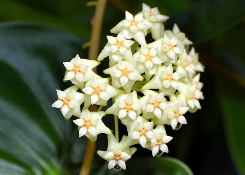 String bean hoya (Hoya shepherdii)