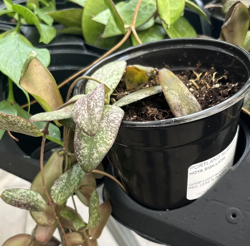Hoya sigillatis leaves with distinctive silver spots on dark green surface