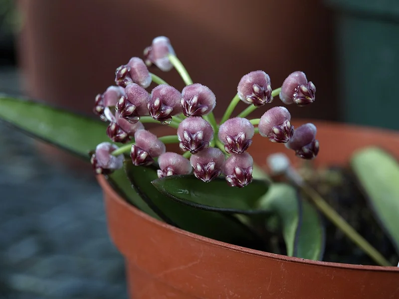 Wayeti's Hoya (Hoya wayetii)