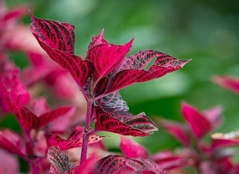 Bloodleaf (Iresine herbstii)