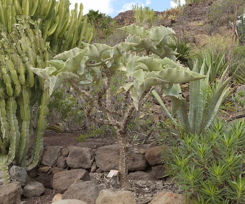 Felt Bush (Kalanchoe beharensis)