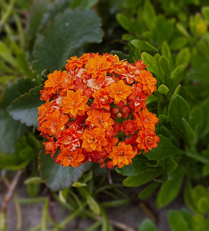 Florist kalanchoe (Kalanchoe blossfeldiana)