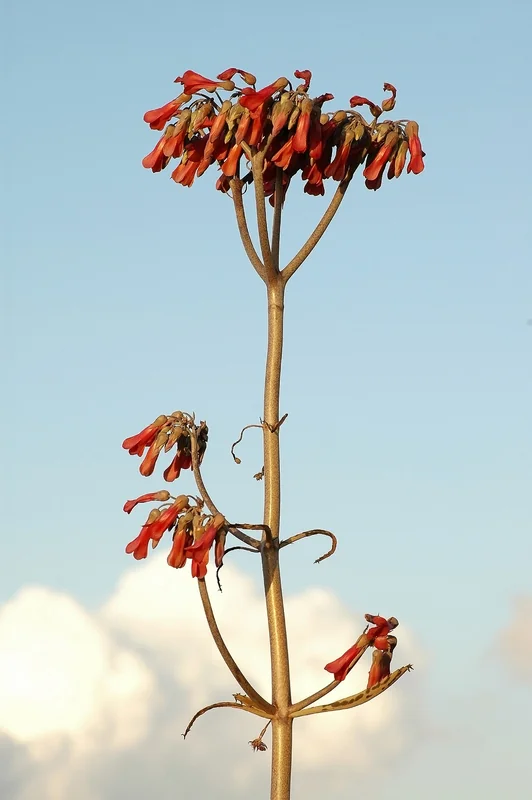 Mother of Thousands (Kalanchoe daigremontiana)