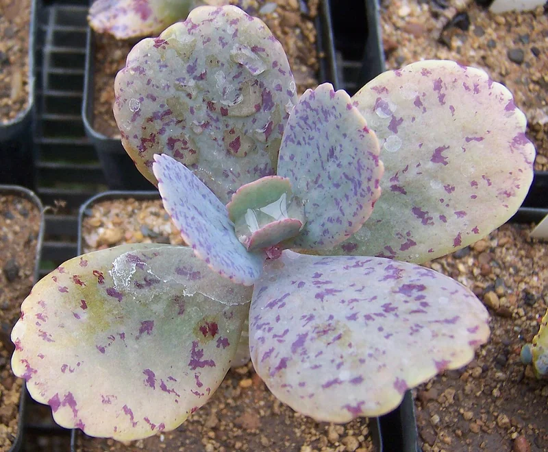Penwiper Plant (Kalanchoe marmorata)