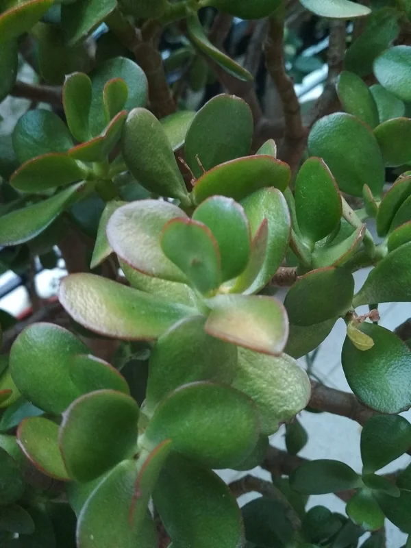 Marnier's Kalanchoe (Kalanchoe marnieriana)