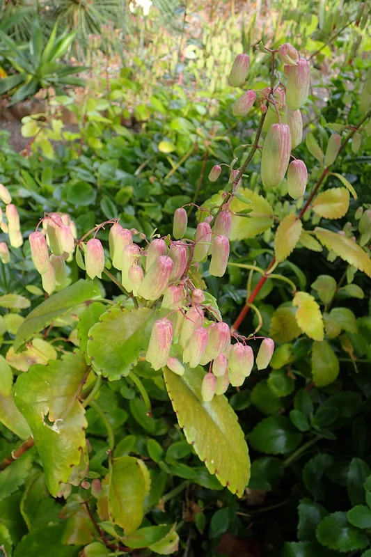 Cathedral Bells (Kalanchoe pinnata)