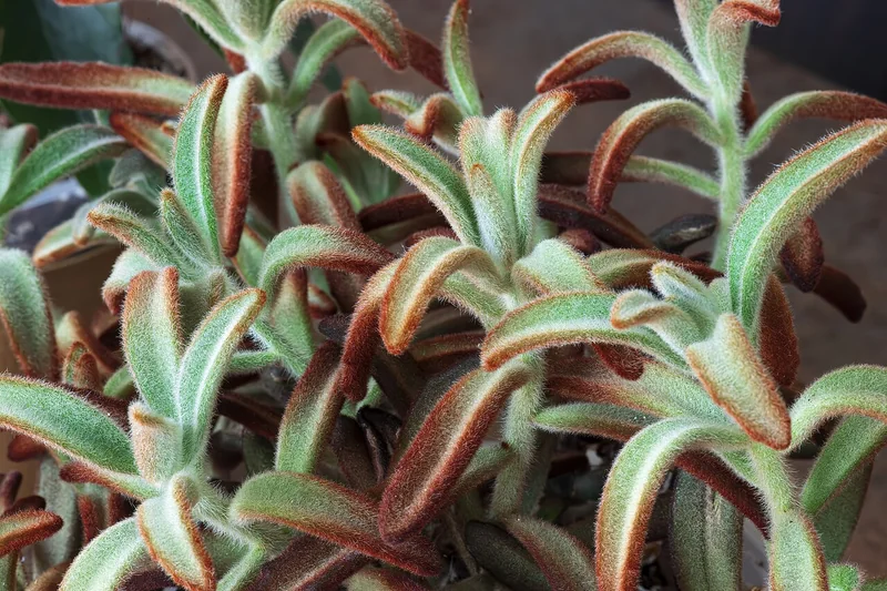 Panda plant (Kalanchoe tomentosa)