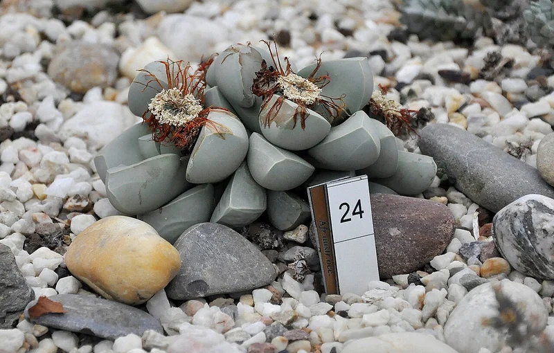 Lapidaria margaretae chalky white irregular succulent leaf bodies with bright yellow flower