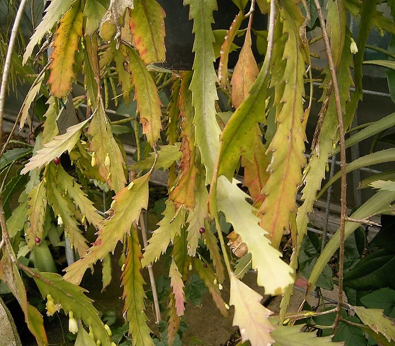 Lepismium sp.