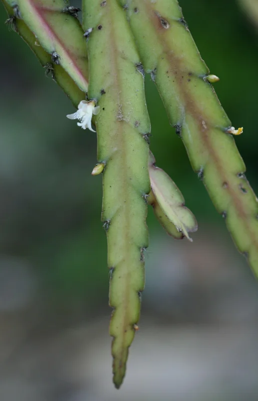 Cross Cactus (Lepismium cruciforme)