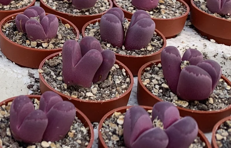 Lithops optica Rubra with vivid red-purple stone-like lobes