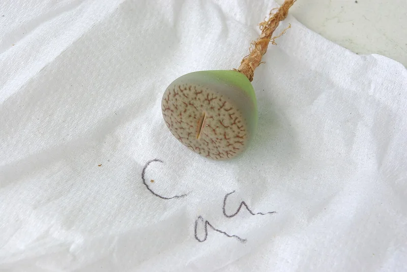 Lithops pseudotruncatella showing intricate brown-green surface patterns