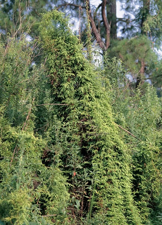 Lygodium japonicum twining fronds spiralling up a support with delicate pale-green lacy pinnate leaflets