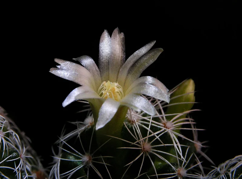 Mammillaria gracilis dense clump of tiny cylindrical stems covered in white spines