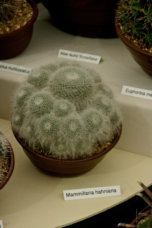 Mammillaria hahniana globe cactus covered in dense white hair with ring of pink flowers