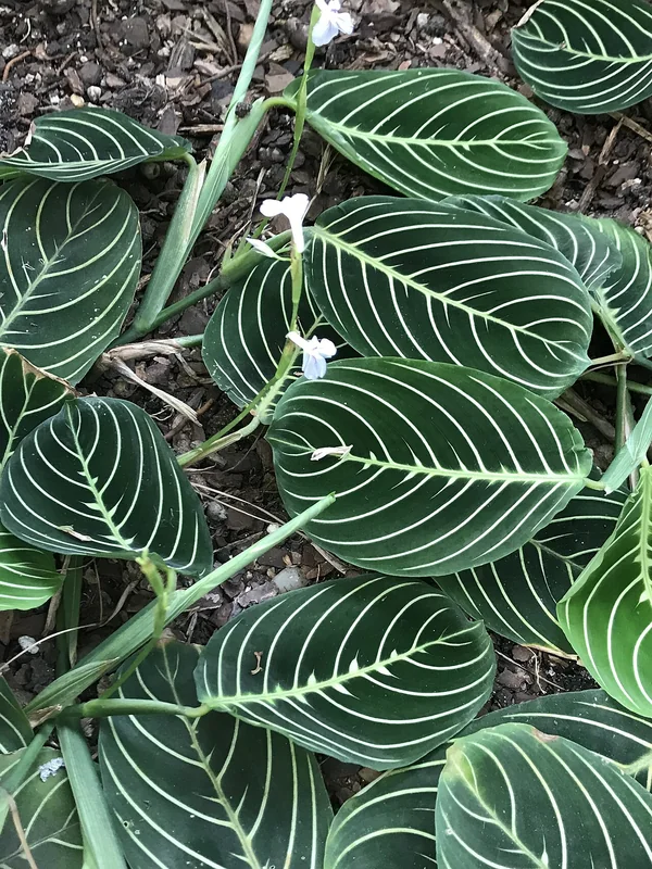 Massangeana Prayer Plant (Maranta leuconeura Massangeana)