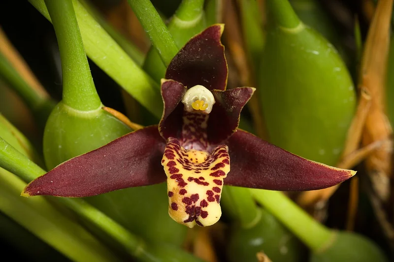 Maxillaria tenuifolia small dark-red and yellow flowers among narrow grass-like leaves on a creeping rhizome
