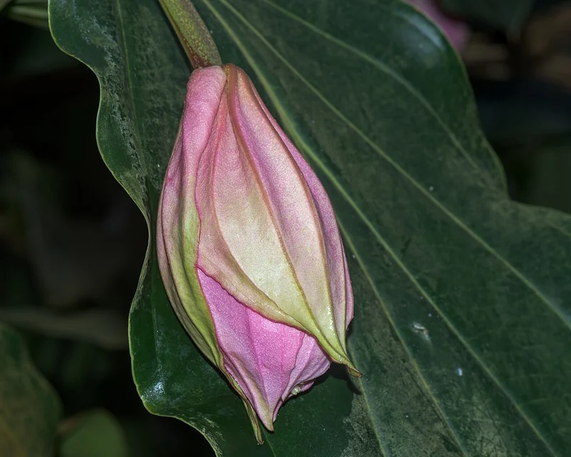Medinilla magnifica enormous pendant panicle of rose-pink flowers hanging from coral-pink primary bracts