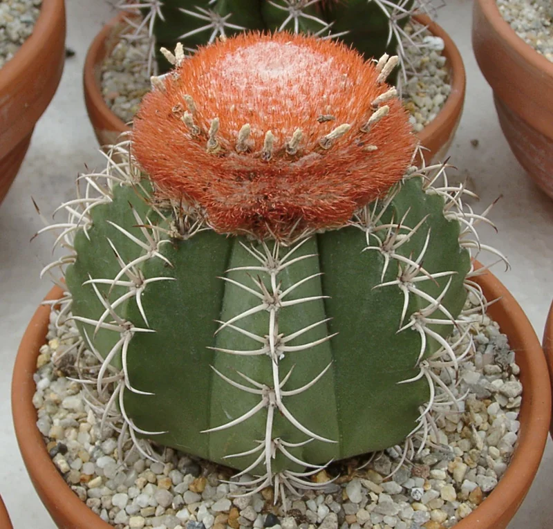 Melocactus matanzanus ribbed globe cactus with distinctive red-and-white woolly cephalium hat at apex