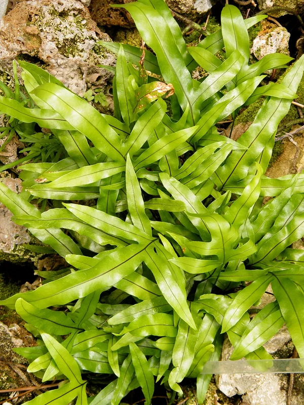 Kangaroo Fern (Microsorum diversifolium)