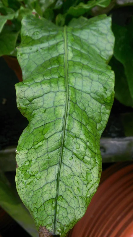Crocodile fern (Microsorum musifolium)