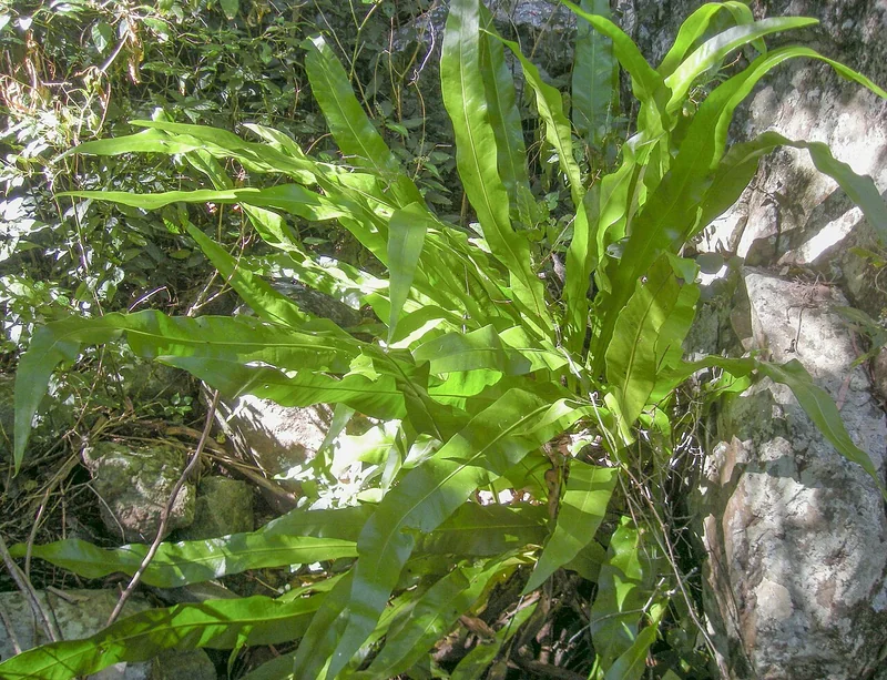 Climbing Bird's-Nest Fern (Microsorum punctatum)