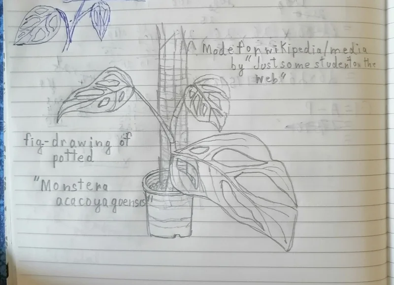 Acacoyagua Monstera (Monstera acacoyaguensis)