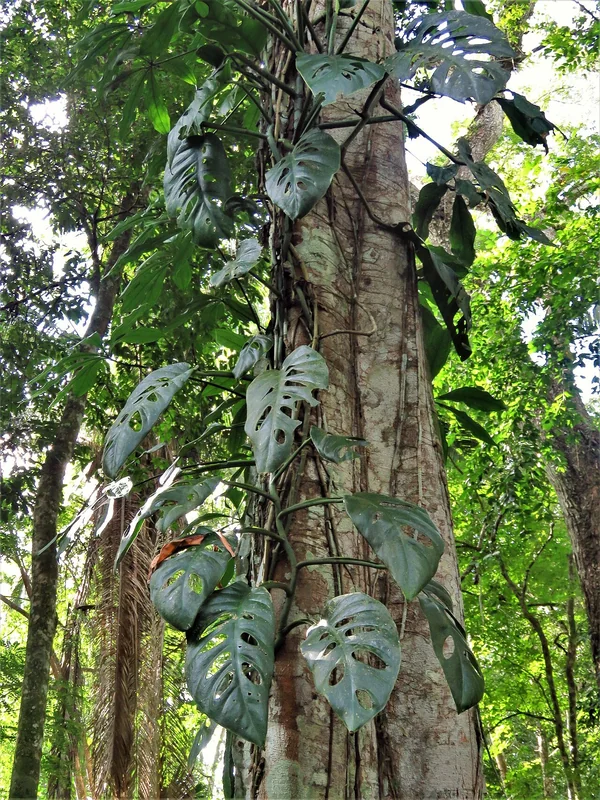 Shingle monstera (Monstera acuminata)